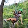 A woman zip lining in Jamaica